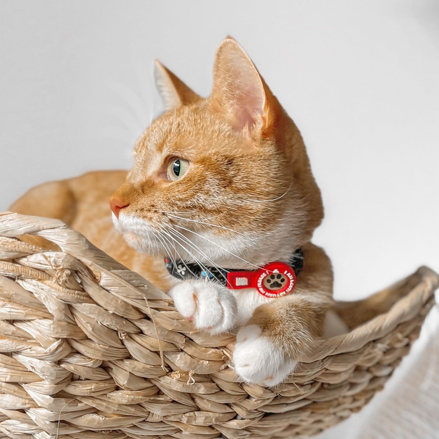 Smart ID Cat Collar - Kindergarten