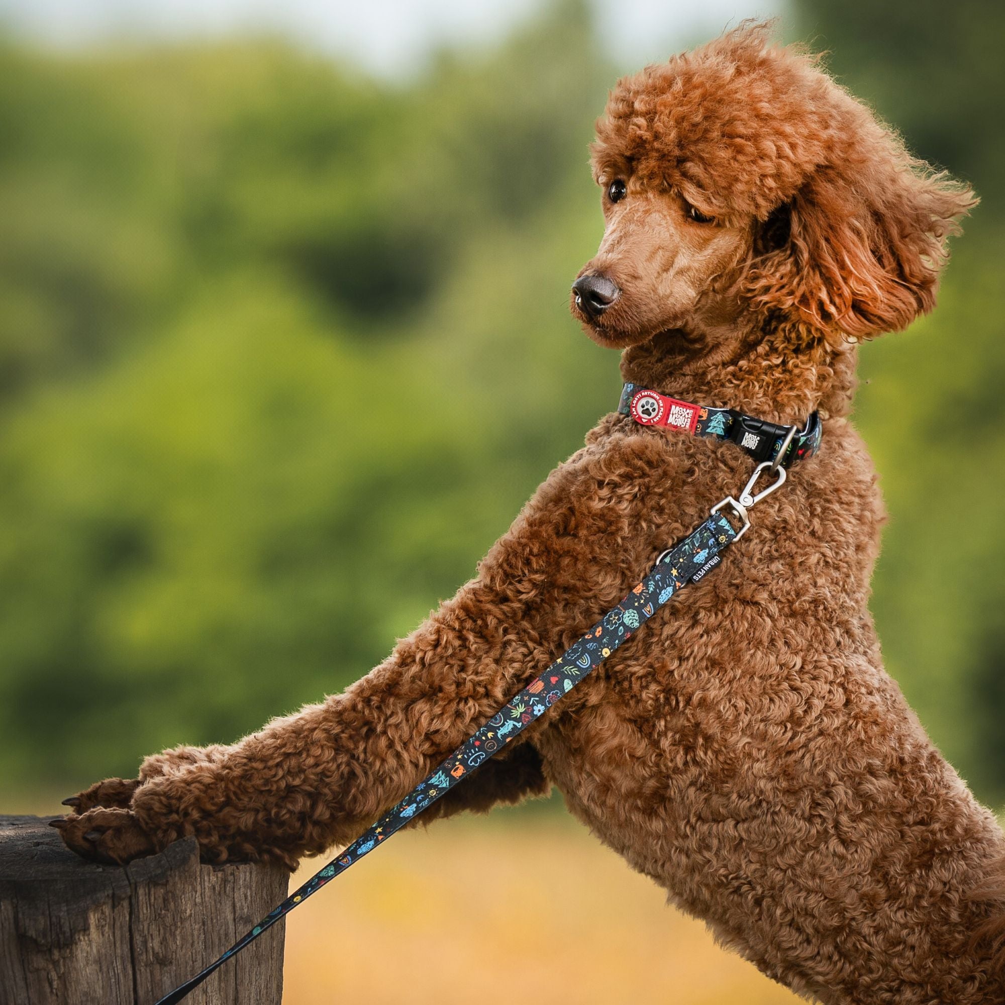 Short Leash - Kindergarten