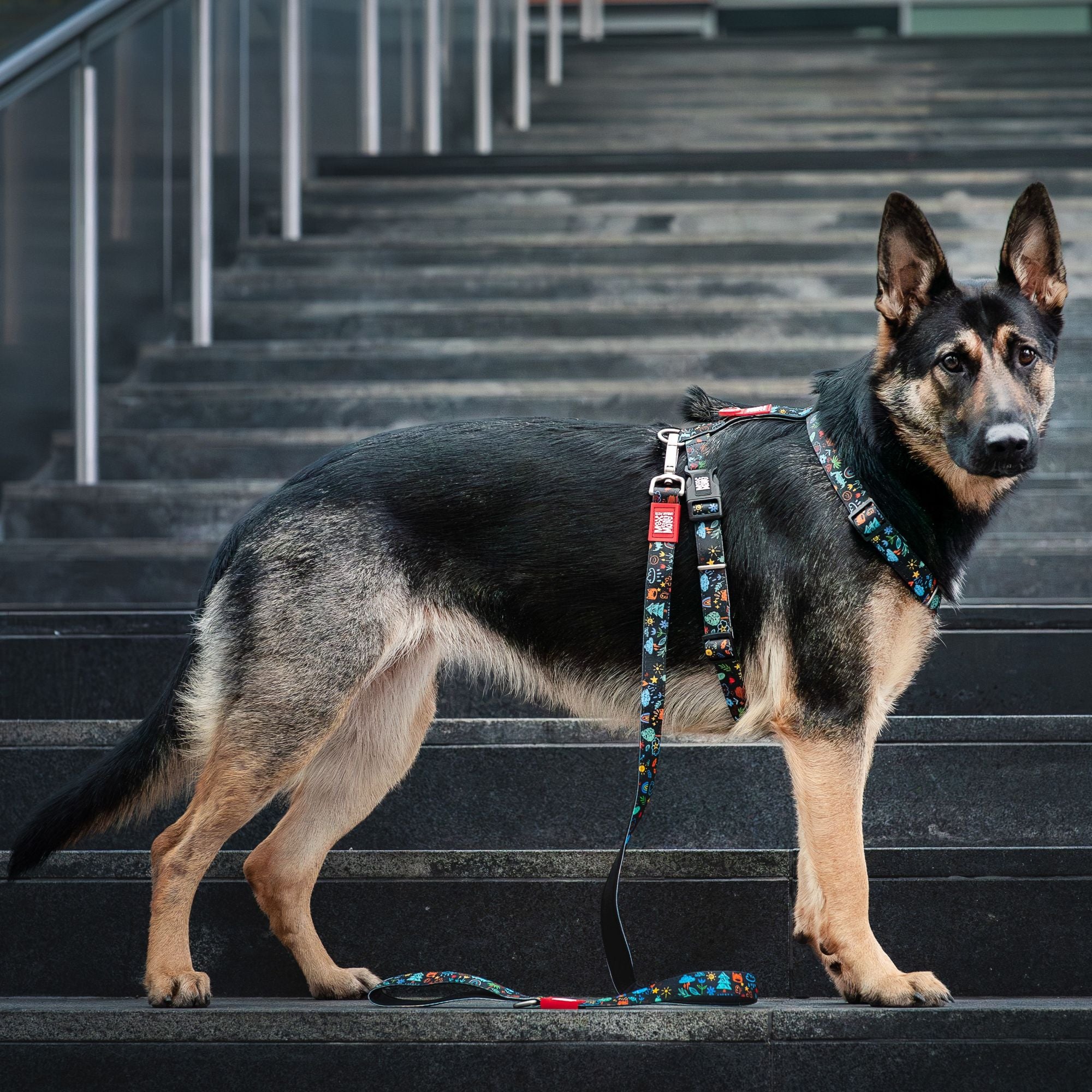 Short Leash - Kindergarten