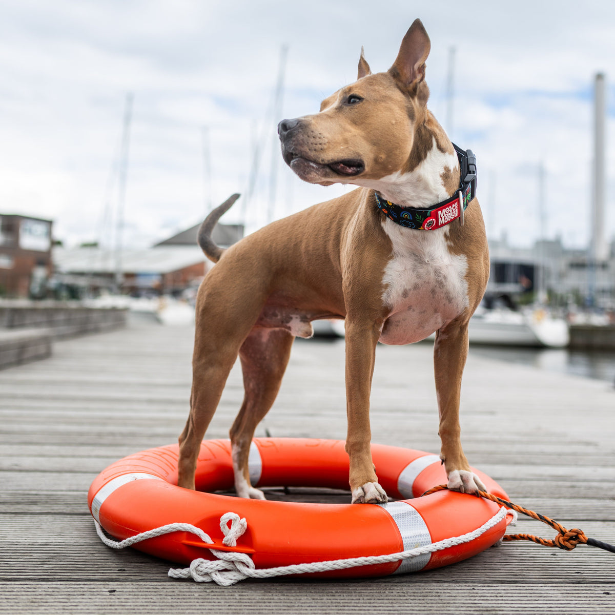 Gotcha! Smart ID Breites Hunde Halsband - Kindergarten