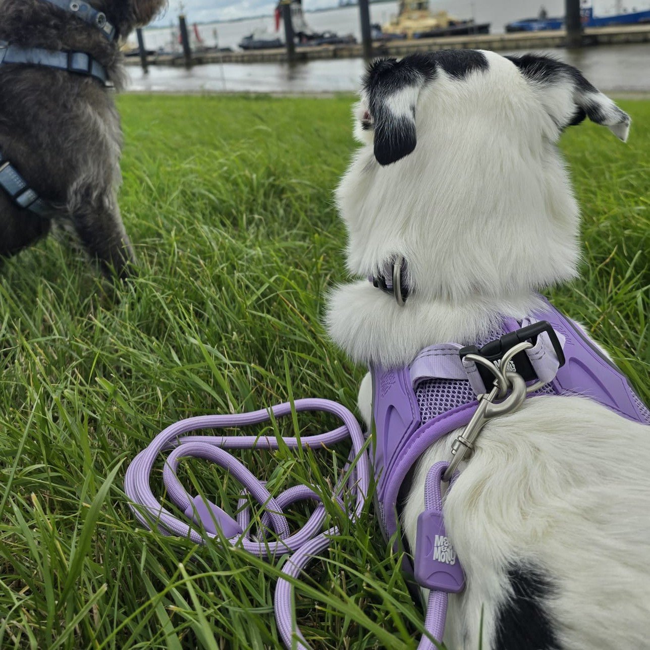 Air Vest Dog Harness - Matrix 2.0 Lavender