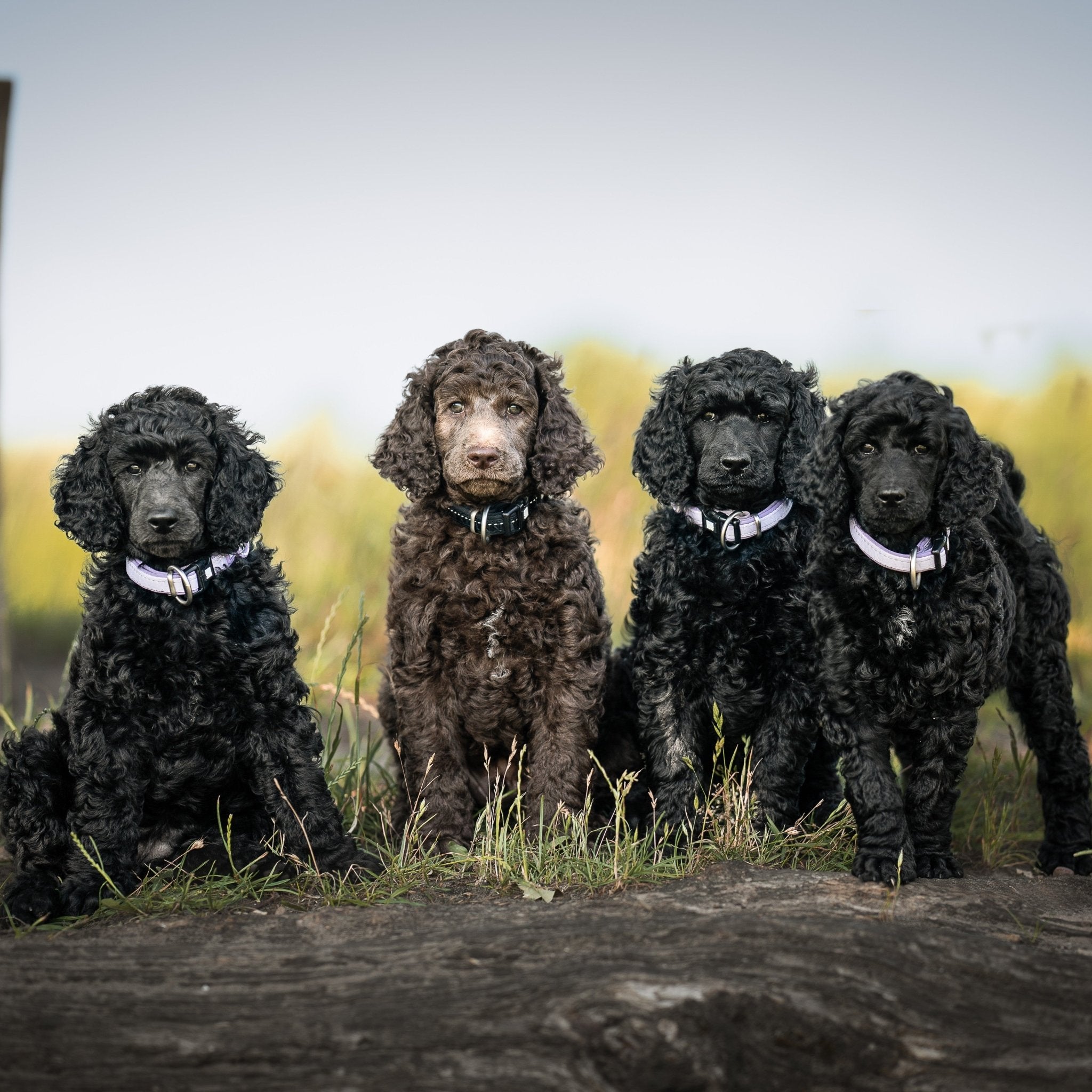 GOTCHA! Smart ID Collar - Matrix 2.0 Lavender