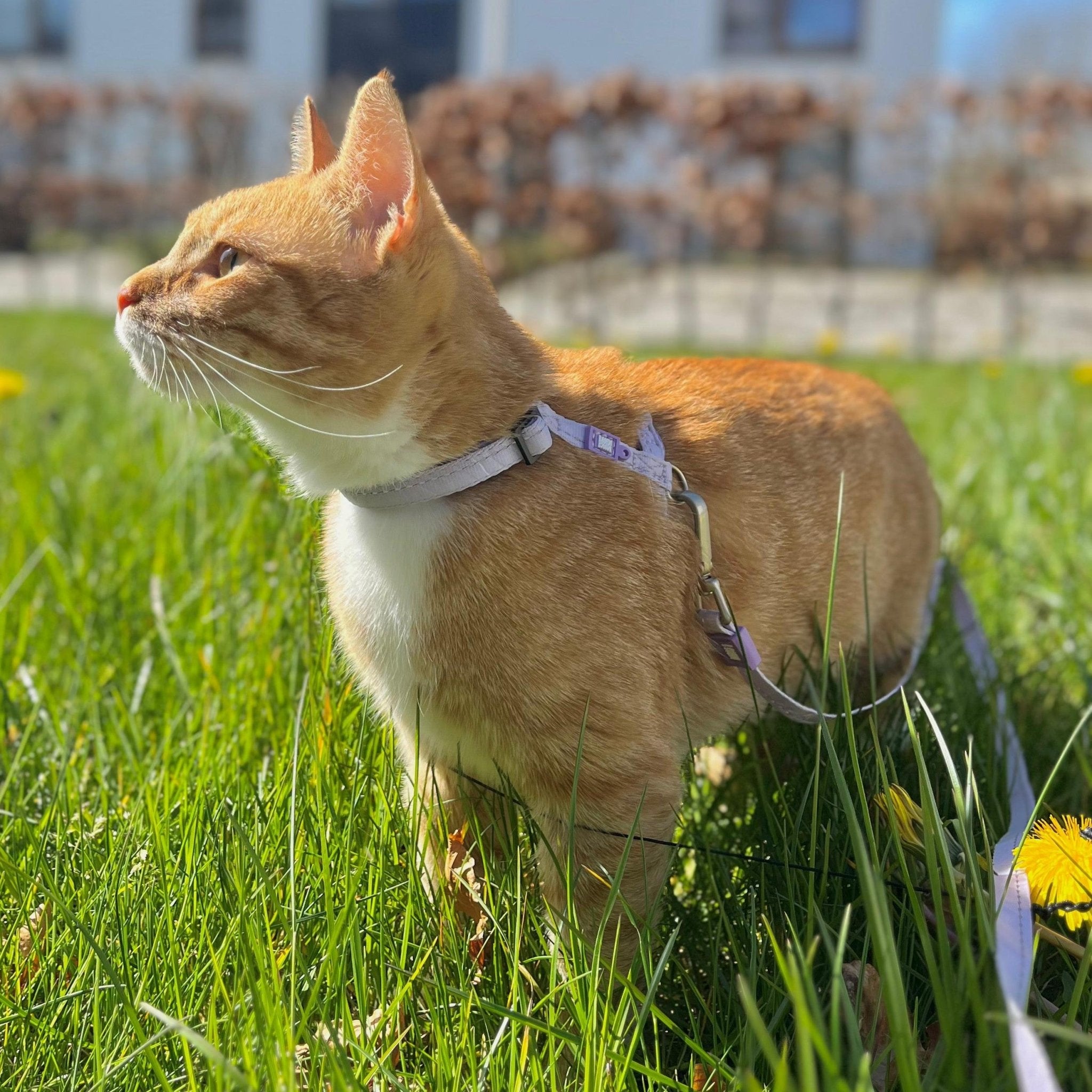 CAT LEAD & HARNESS SET - MATRIX 2.0 Lavender