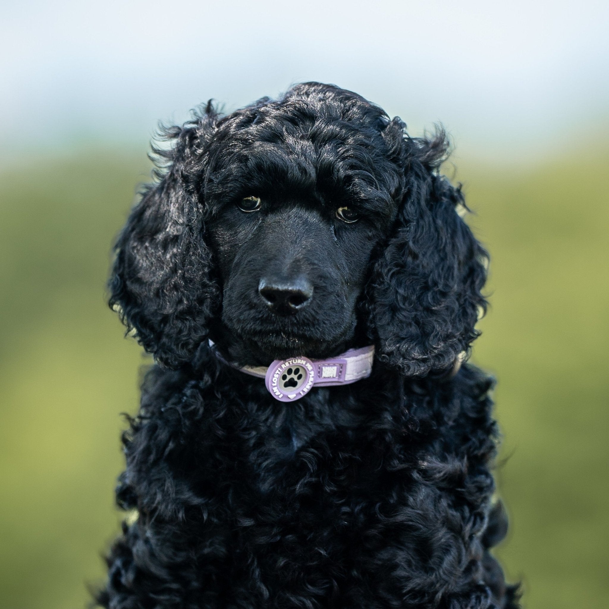 GOTCHA! Smart ID Collar - Matrix 2.0 Lavender