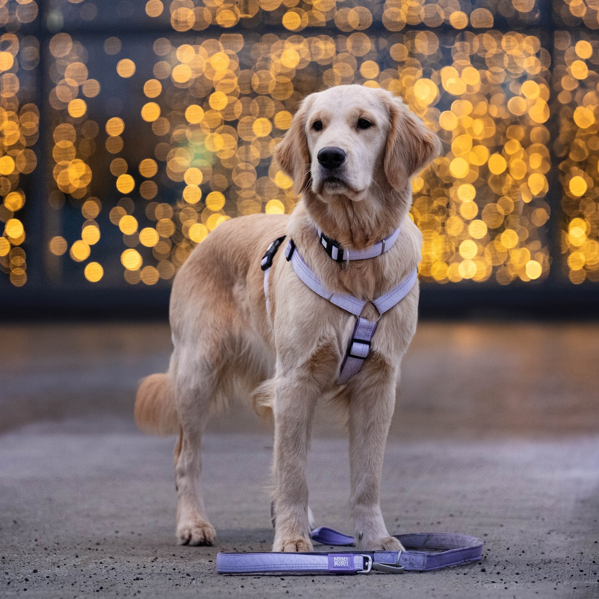 GOTCHA! Smart ID Comfort H-Geschirr - Matrix 2.0 Lavendel