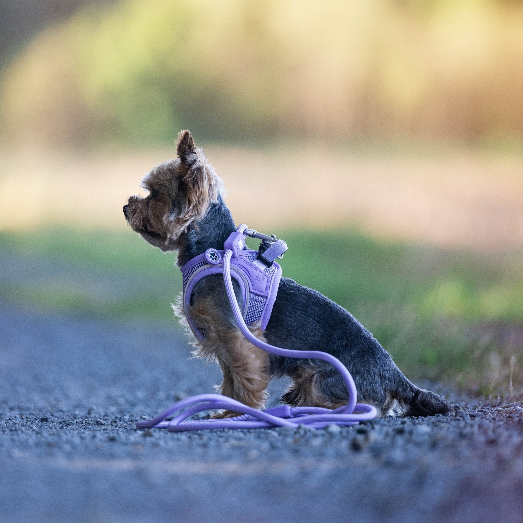 Air Vest Dog Harness - Matrix 2.0 Lavender