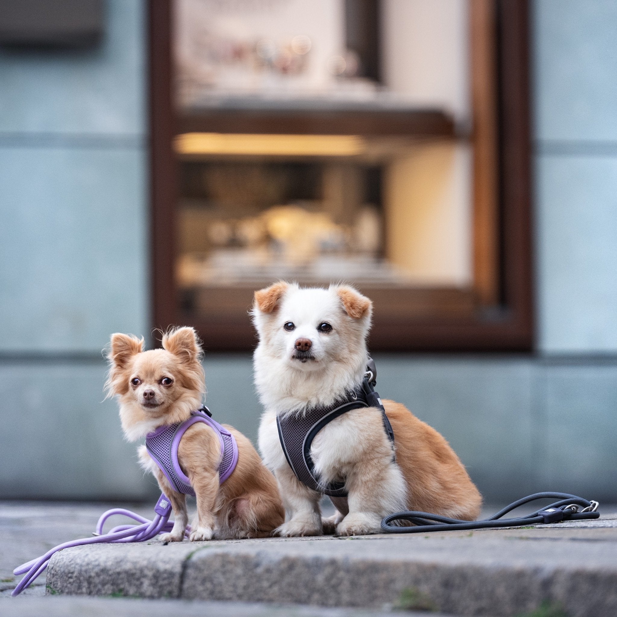 Air Vest Dog Harness - Matrix 2.0 Lavender