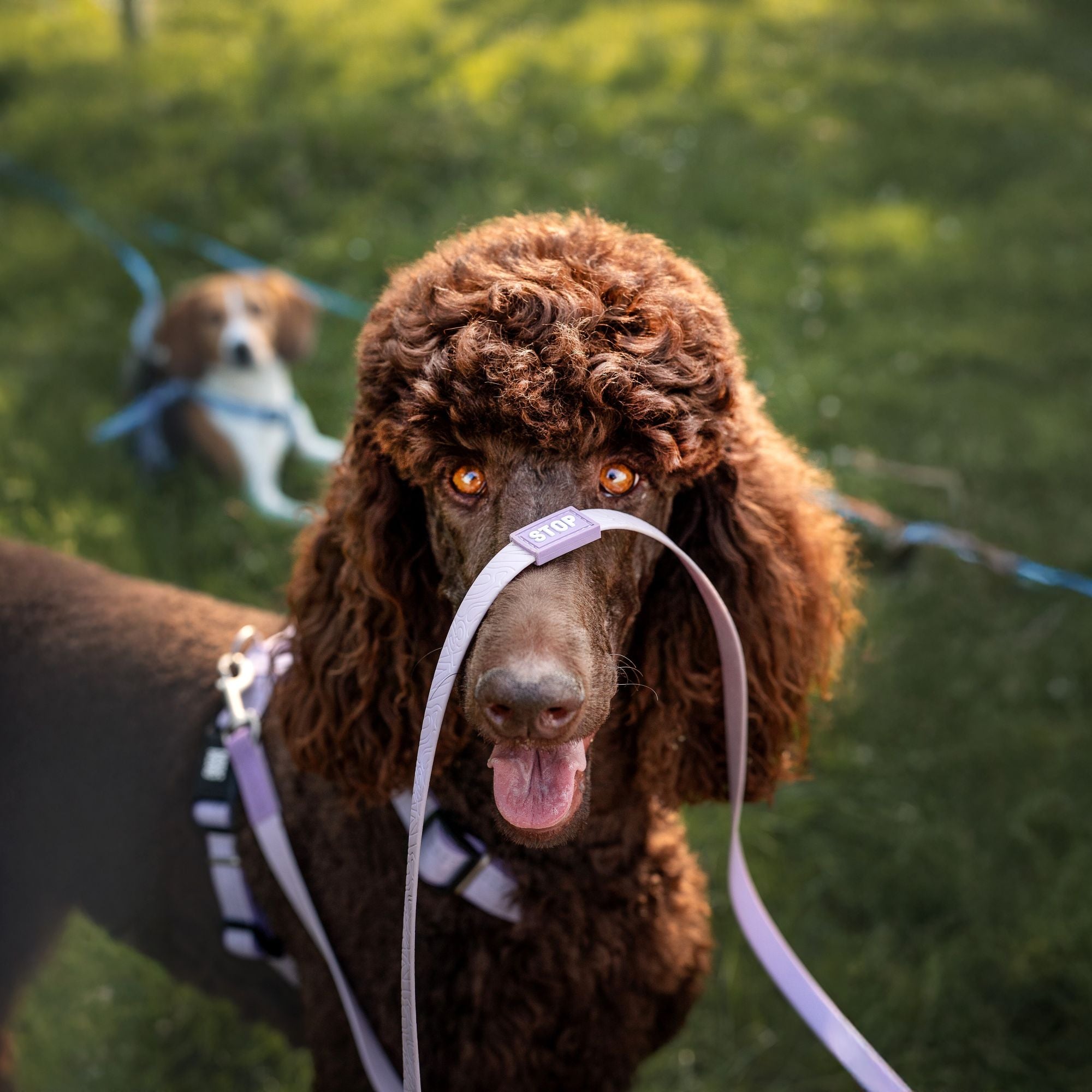 Tracking Leash - Matrix 2.0 Lavender