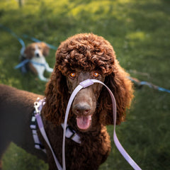 Tracking Leash with handle - Matrix 2.0 Lavender