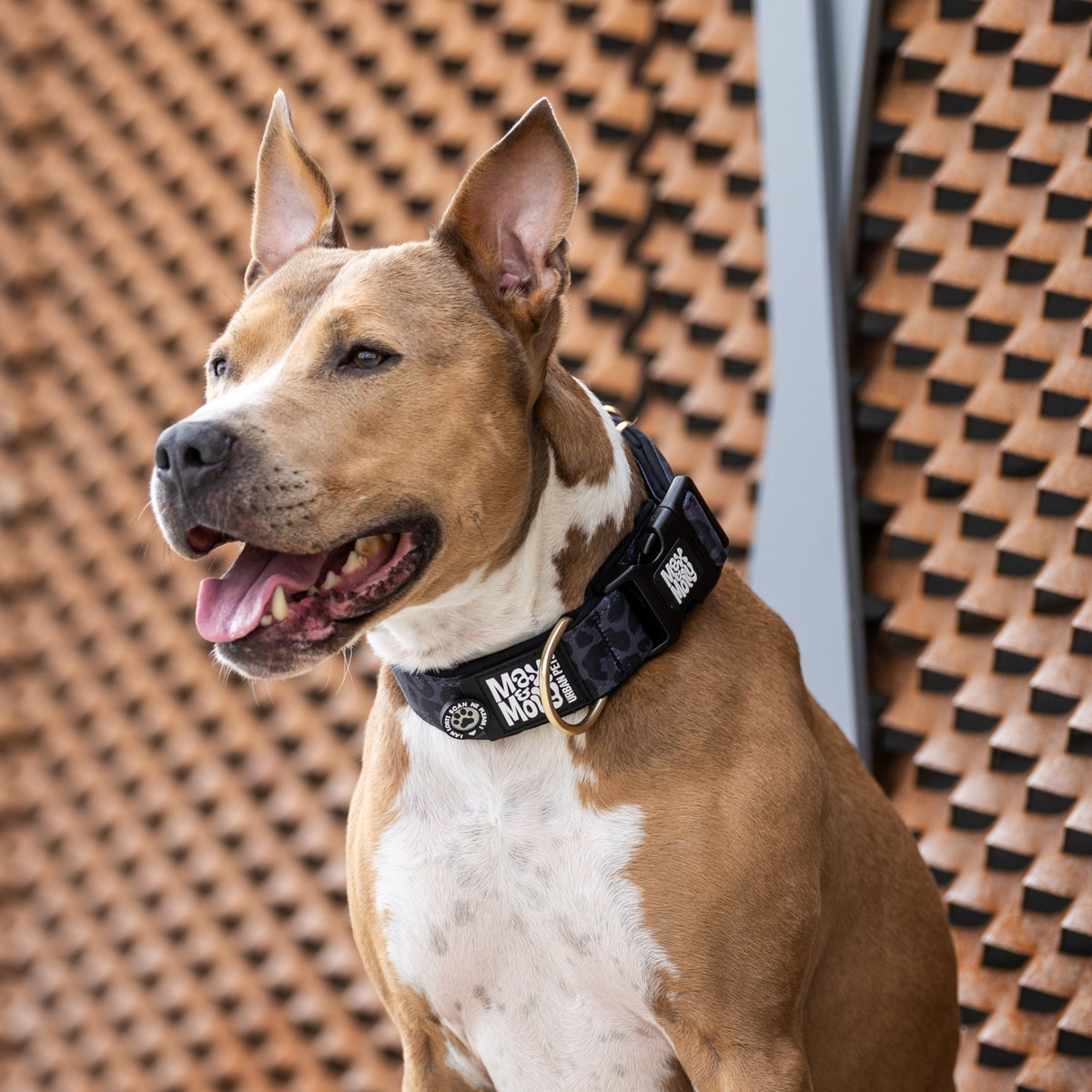 Gotcha! Smart ID Wide Collar - Leo Black