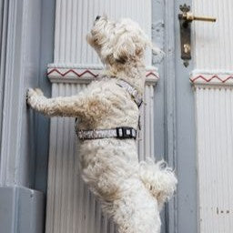 Gotcha! Smart ID Comfort H-Harness - Leo Beige