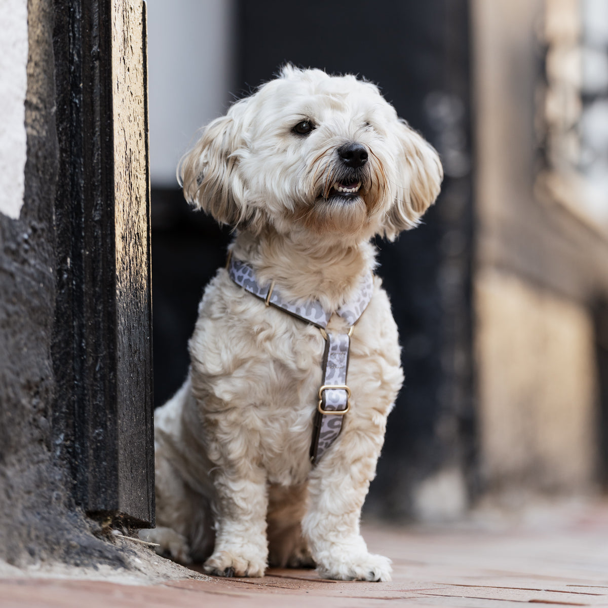 Gotcha! Smart ID Comfort H-Harness - Leo Beige