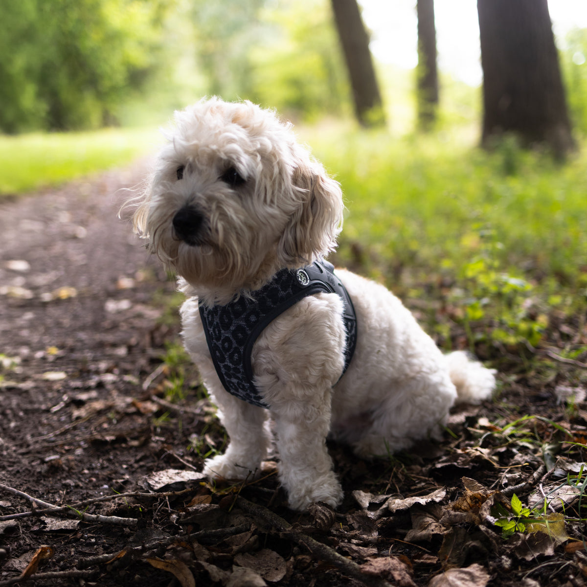 Air Vest Hundegeschirr - Leo Black