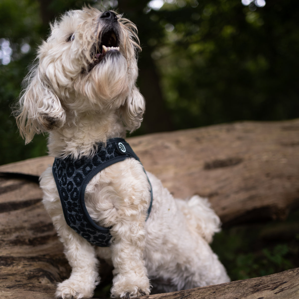 Air Vest Hundegeschirr - Leo Black