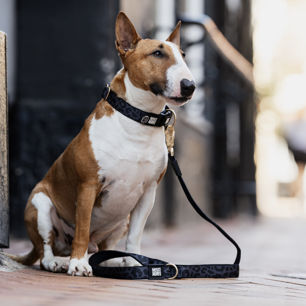 Gotcha! Smart ID Dog Collar - Leo - Black