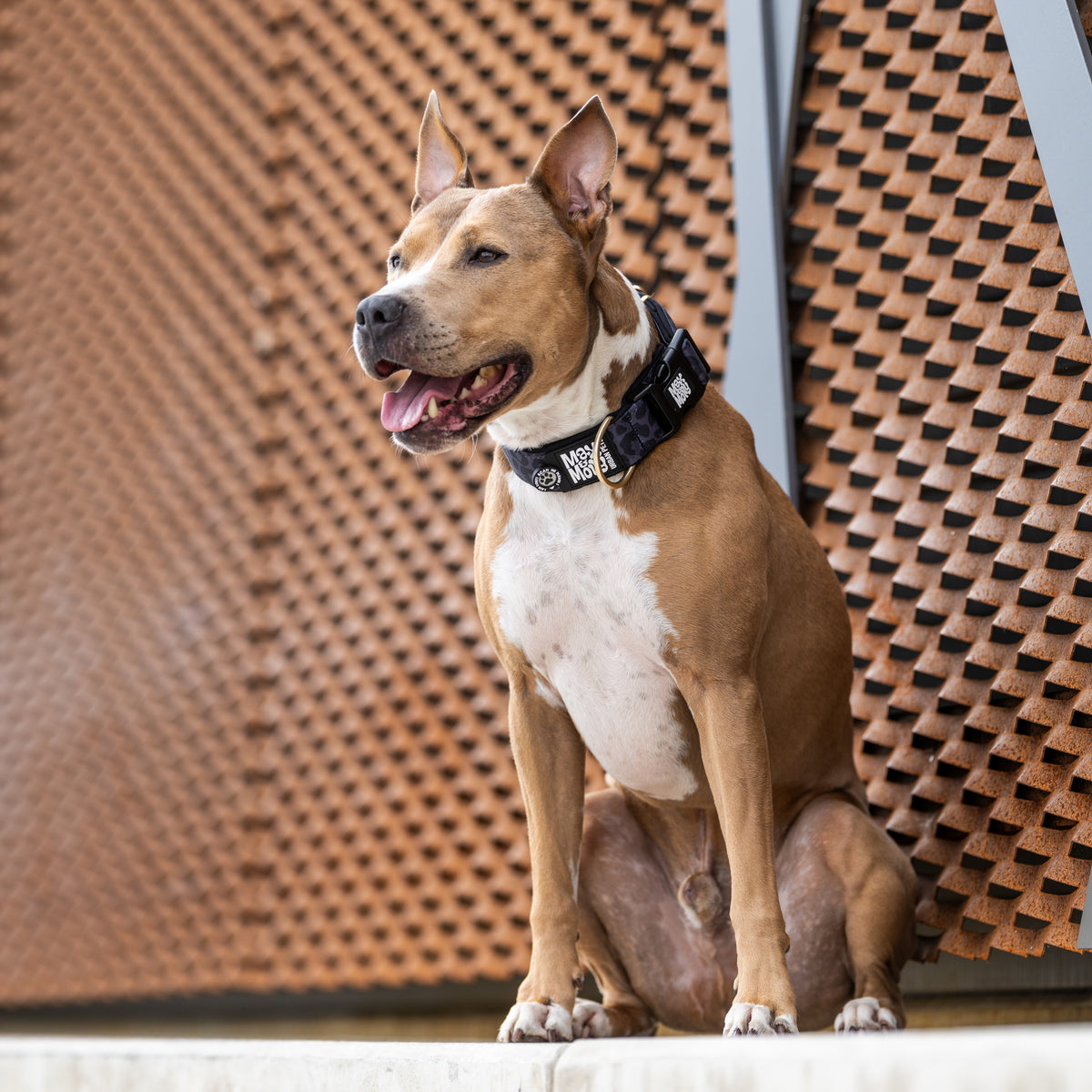 Gotcha! Smart ID Wide Collar - Leo Black