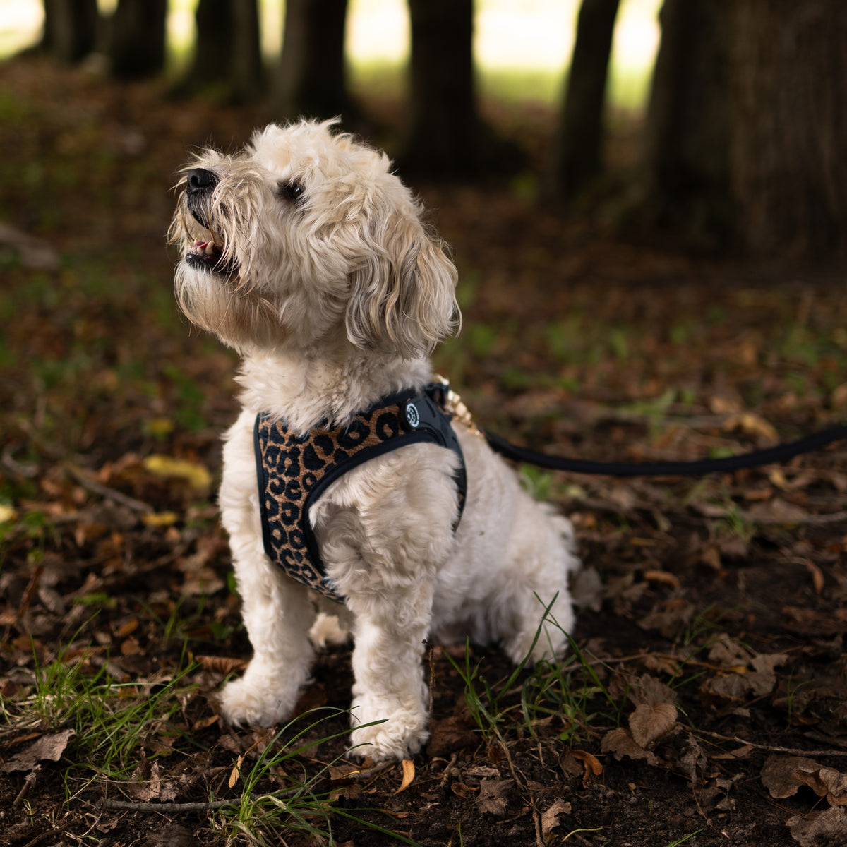 Air Vest Dog Harness - Leo Brown