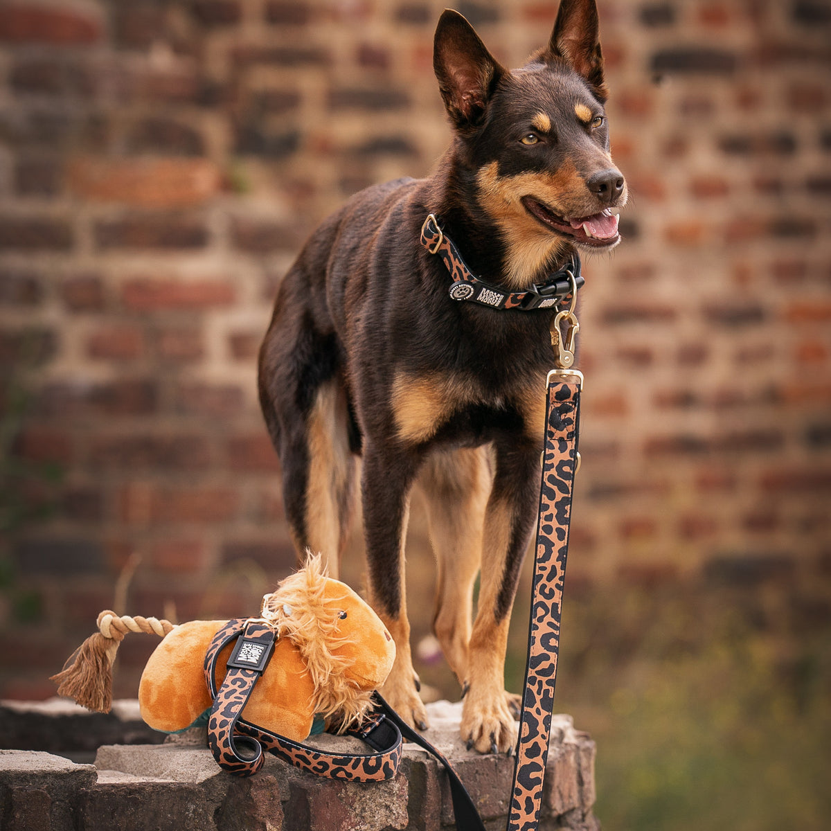 Hunde Multifunktionsleine - Leo Braun