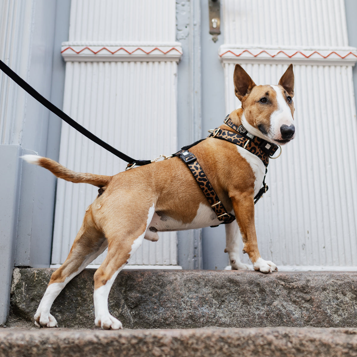 Gotcha! Smart ID Hunde Halsband - Leo - Braun