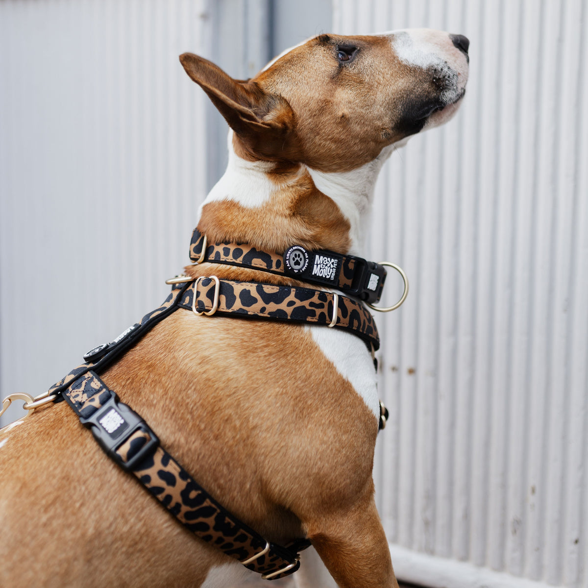 Gotcha! Smart ID Hunde Halsband - Leo - Braun