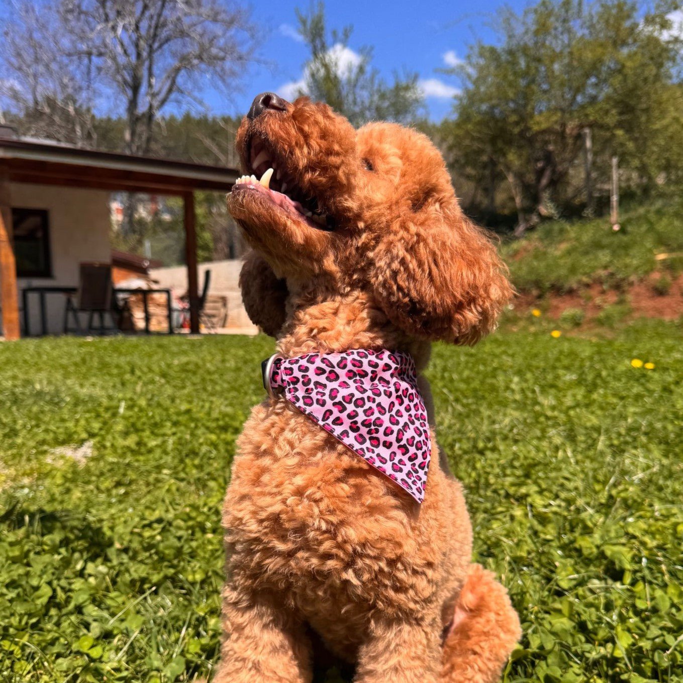 Bandana - Leopard Pink