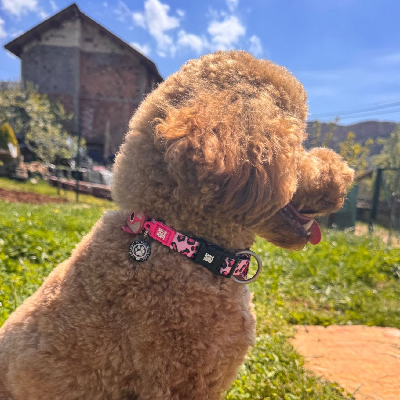 GOTCHA! Smart ID Collar - Leopard Pink