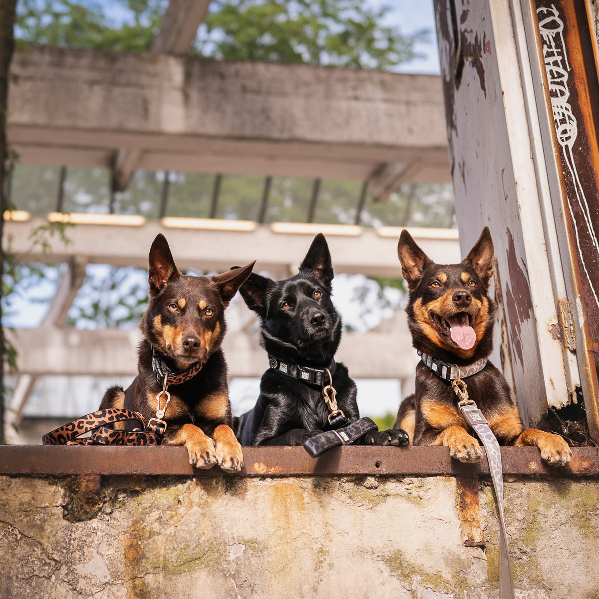 Gotcha! Smart ID Hunde Halsband - Leo - Braun
