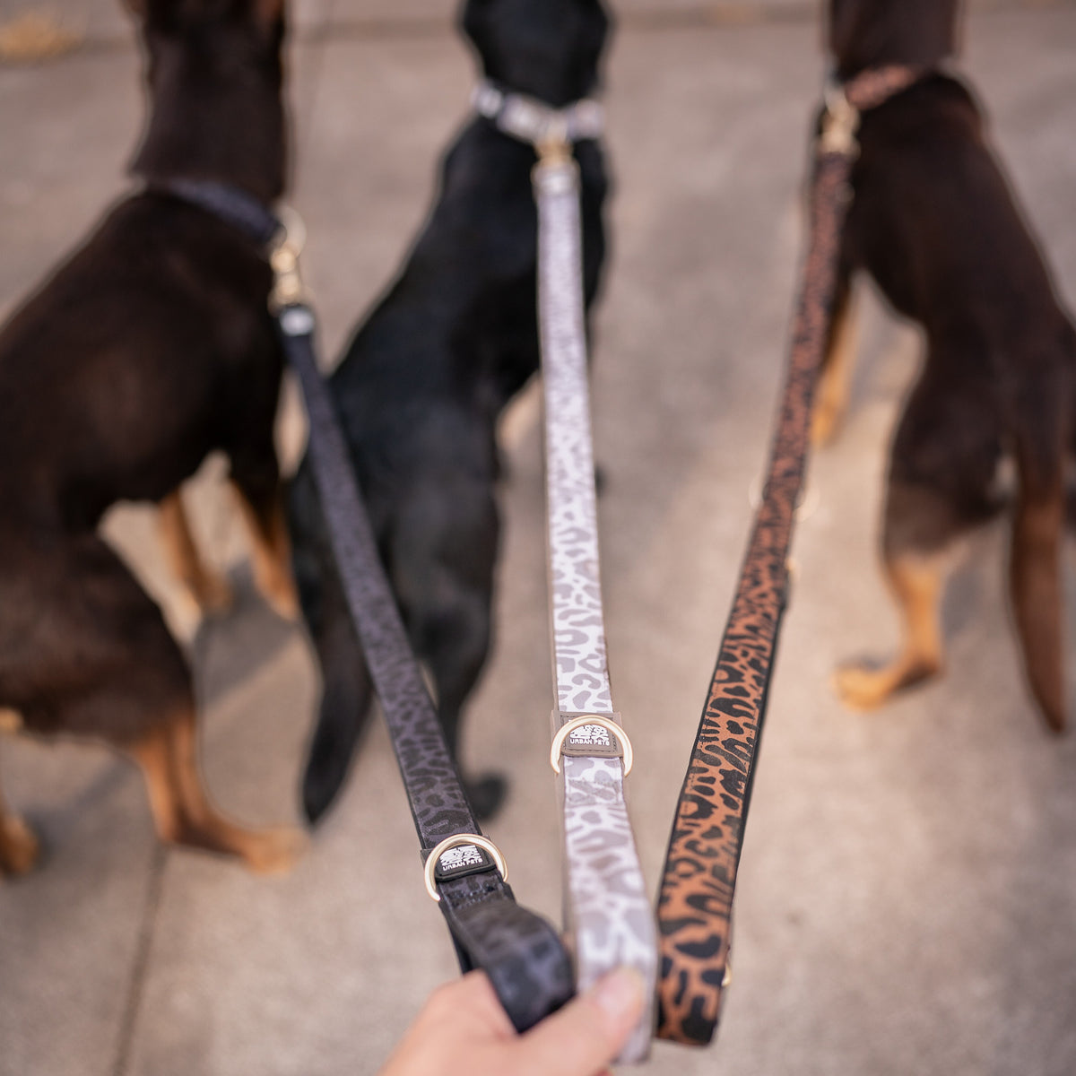 Short Dog Leash - Leo - Beige