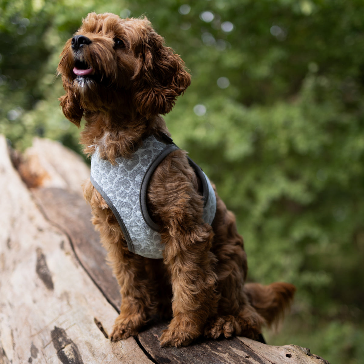 Air Vest Hundegeschirr - Leo Beige