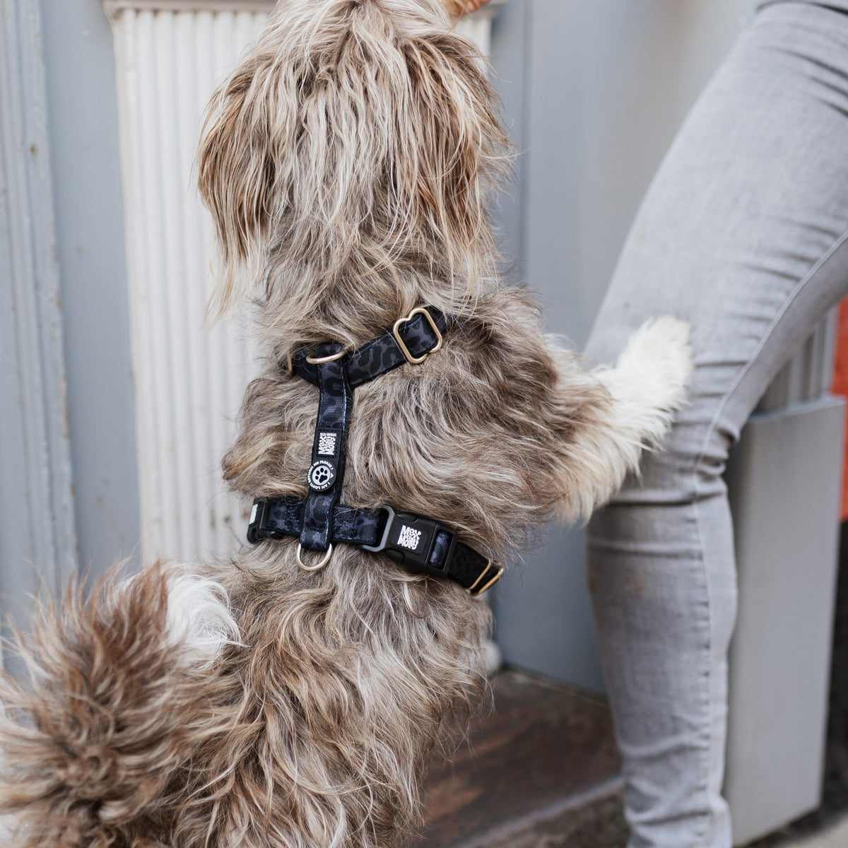 Gotcha! Smart ID Comfort H-Harness - Leo Black
