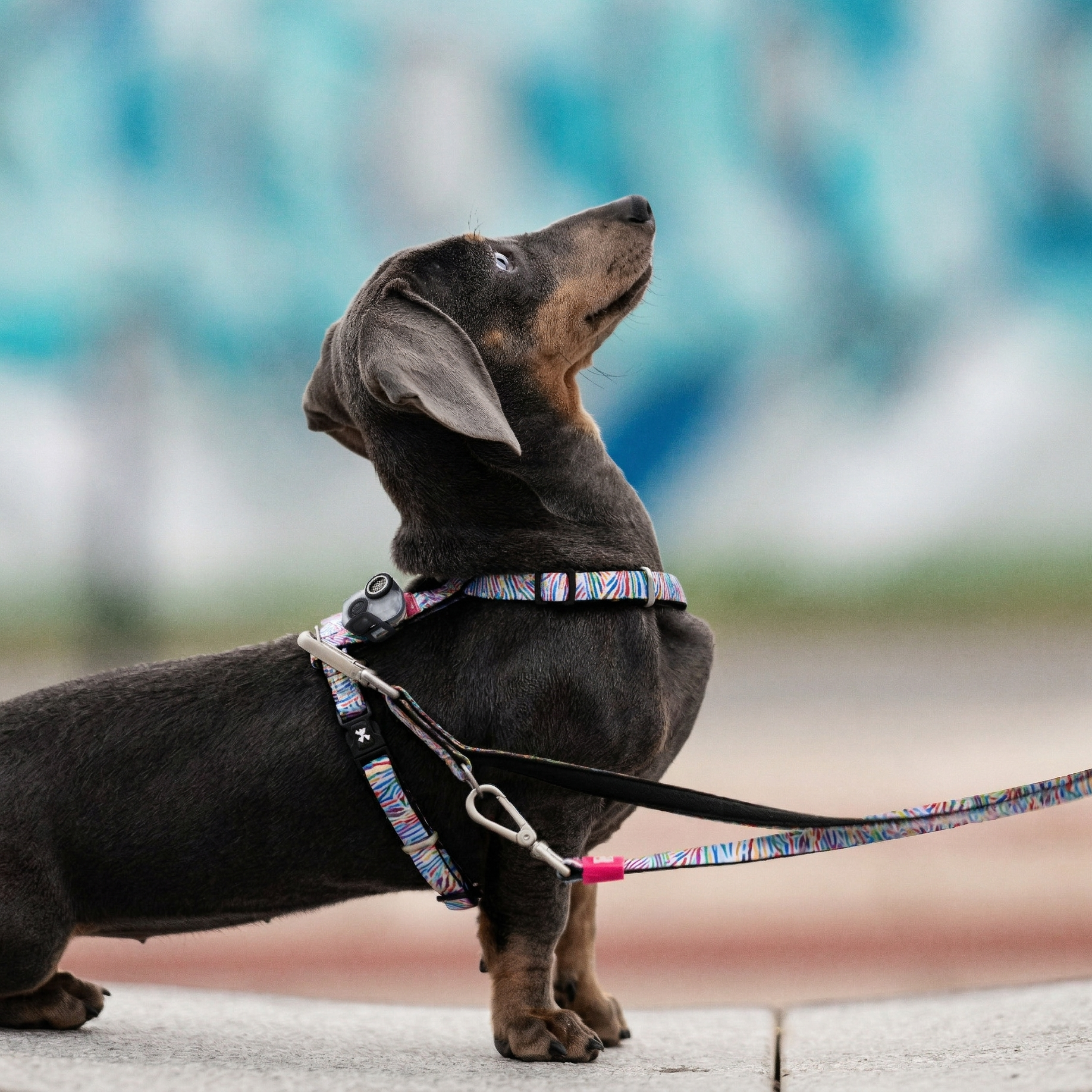 Soundshield MINI - 24/7 Ultrasonic Technology Against Ticks & Fleas - Black