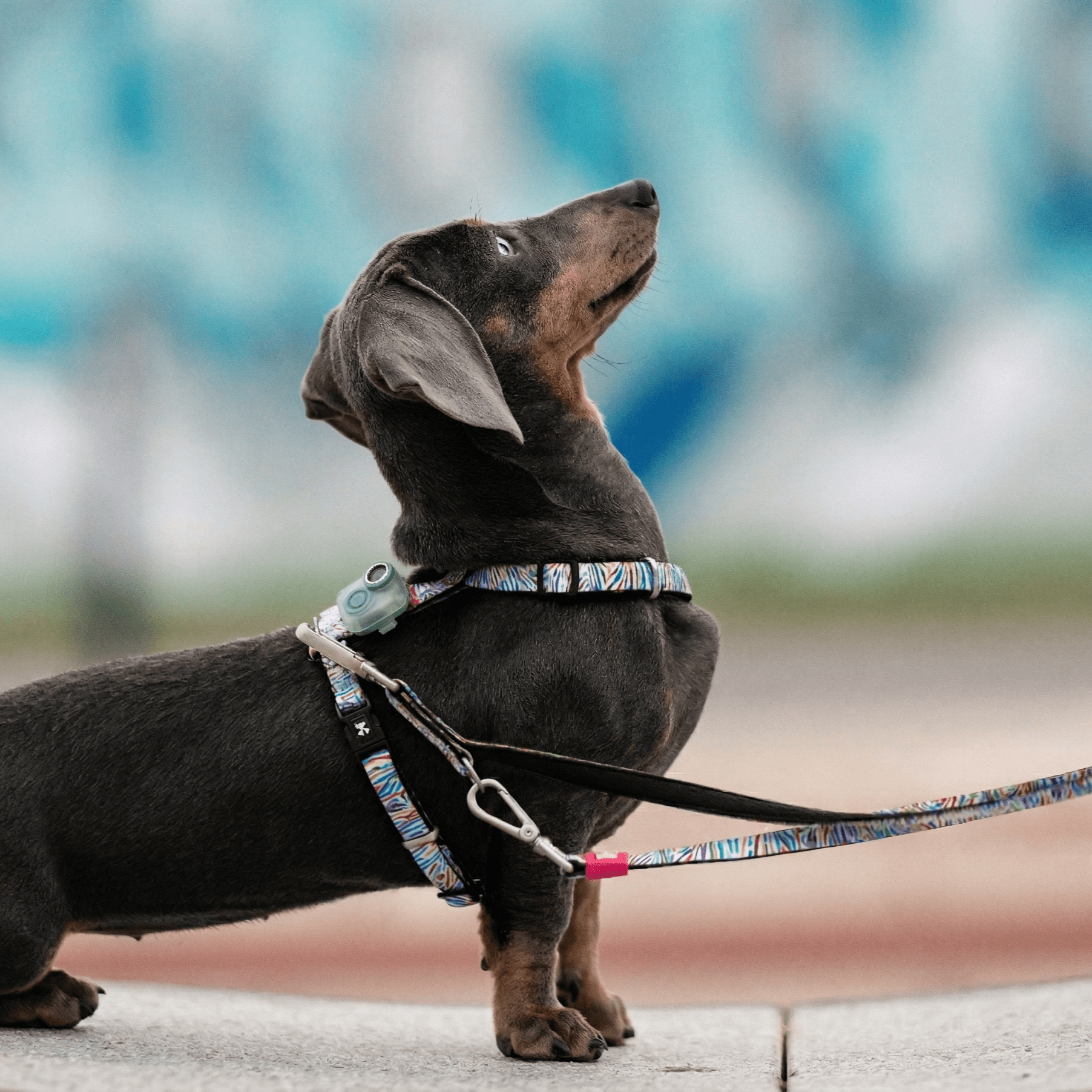 Soundshield MINI - 24/7 Ultrasonic Technology Against Ticks & Fleas - Jade