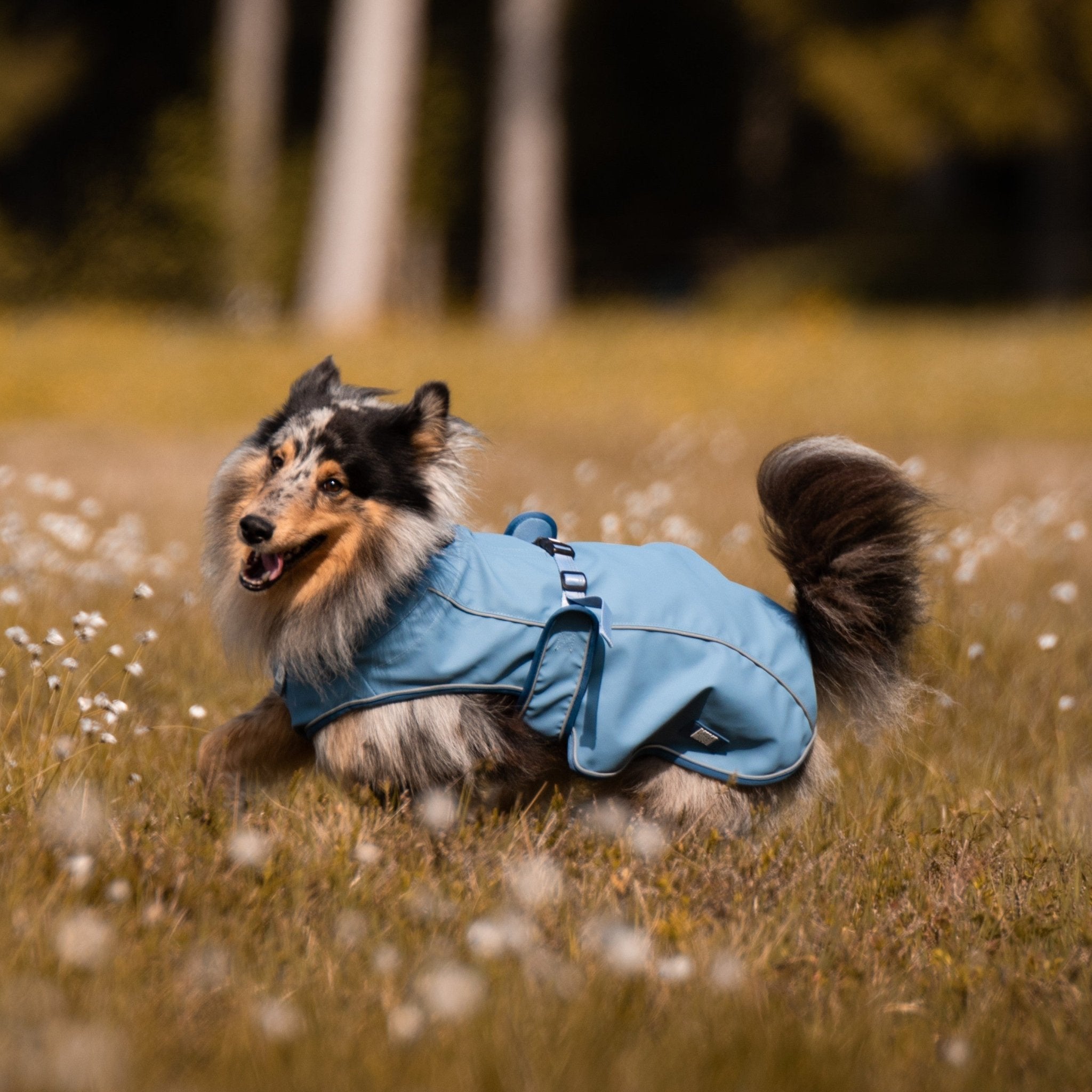 Raincoat for dogs - MATRIX 2.0 OCEAN