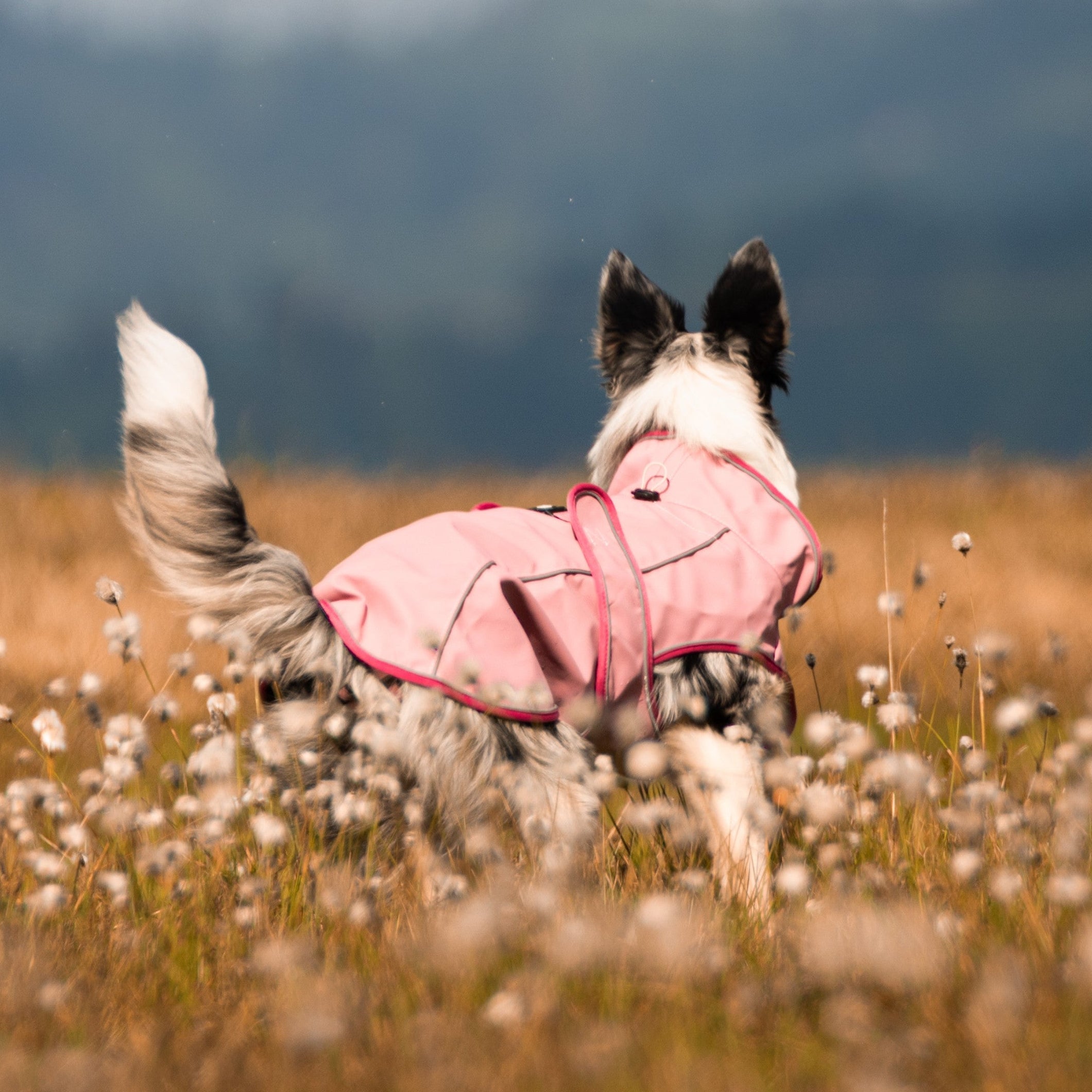 Raincoat for dogs - MATRIX 2.0 ROSE