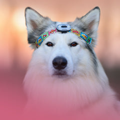 Max & Molly Urban Pets