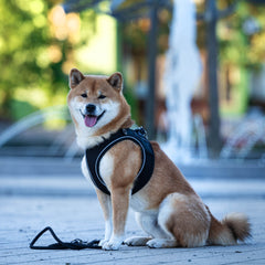 Rope Leash - MATRIX 2.0 Black