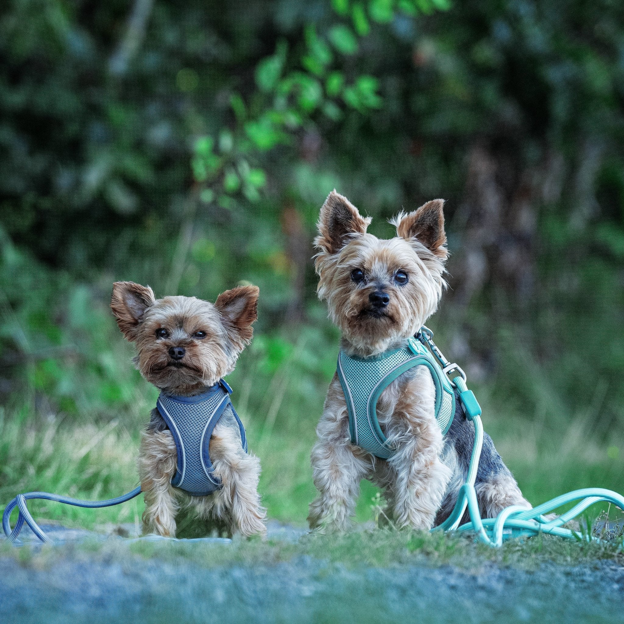 Rope Leash - MATRIX 2.0 Turquoise