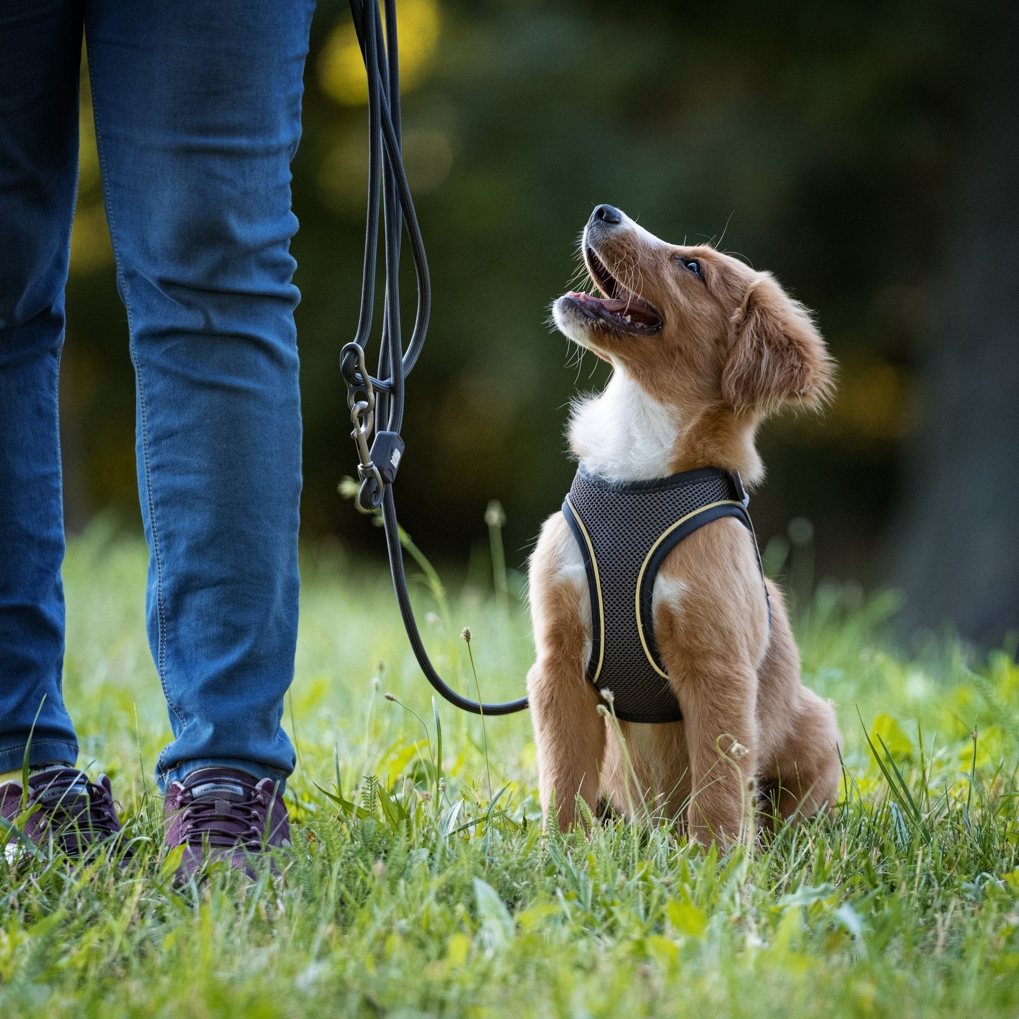 Rope Leash - MATRIX 2.0 Stone