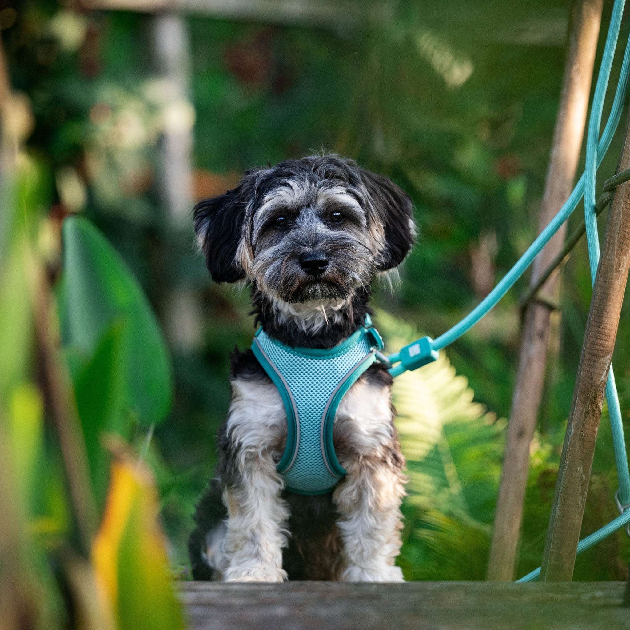 Rope Leash - MATRIX 2.0 Turquoise