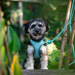 Rope Leash - MATRIX 2.0 Turquoise