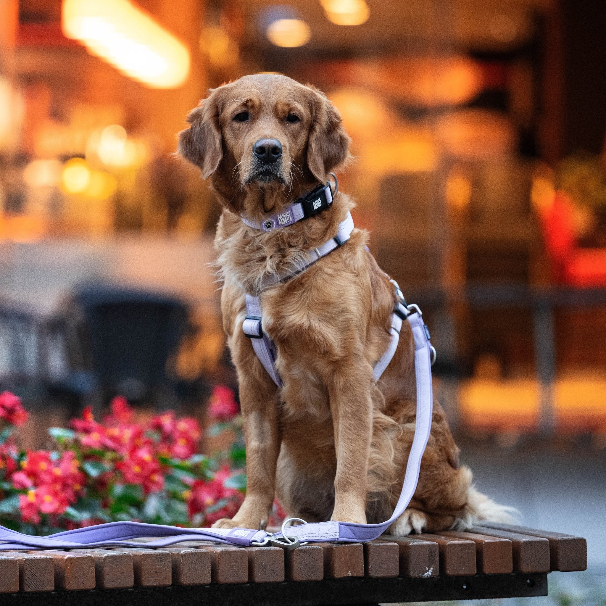 GOTCHA! Smart ID Comfort H-Harness - Matrix 2.0 Lavender