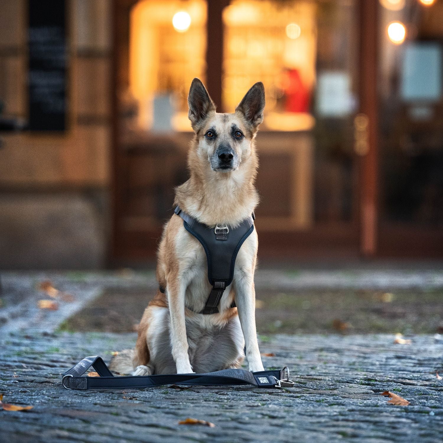 Max & Molly Urban Pets