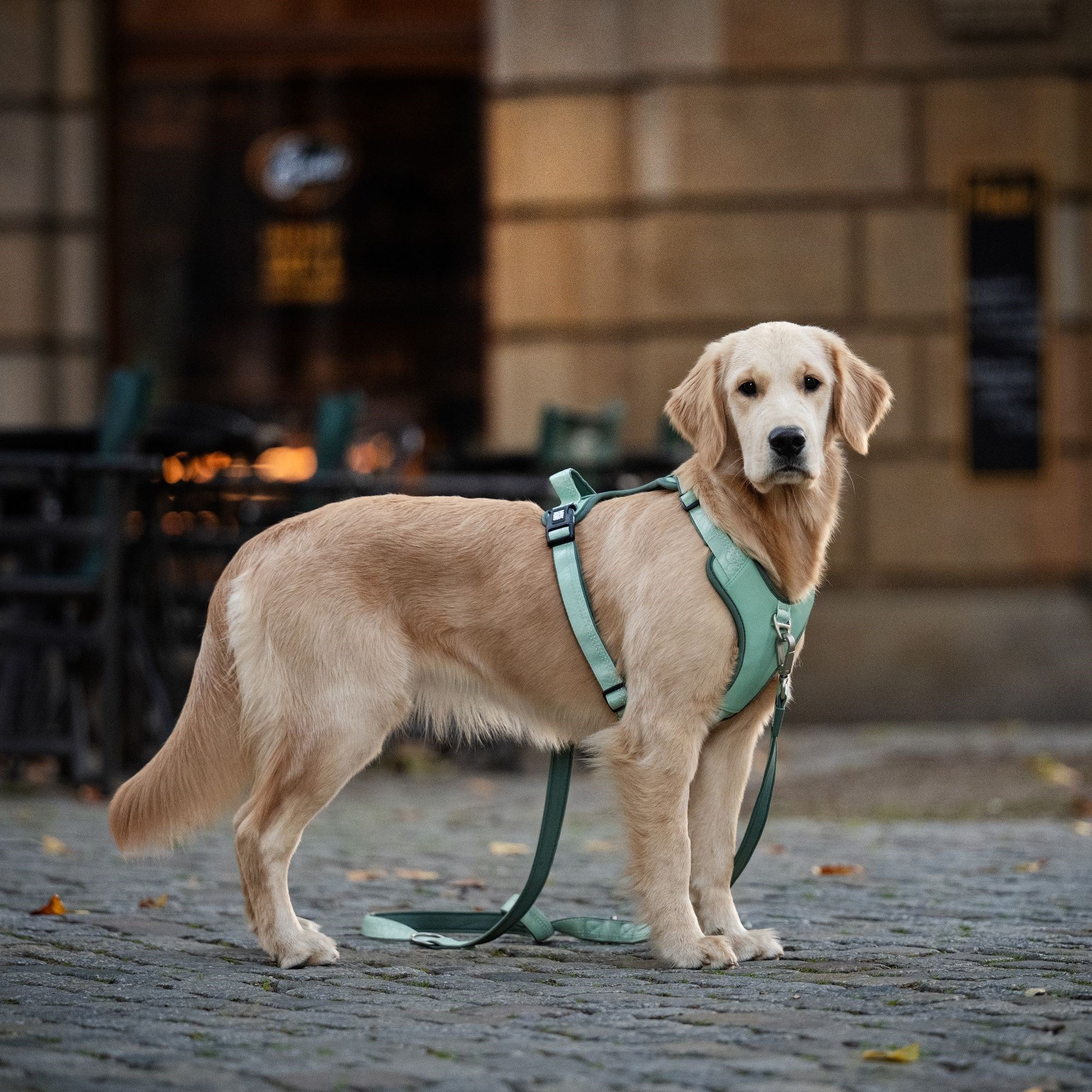 GOTCHA! Smart ID Sport Harness - Matrix 2.0 Ocean