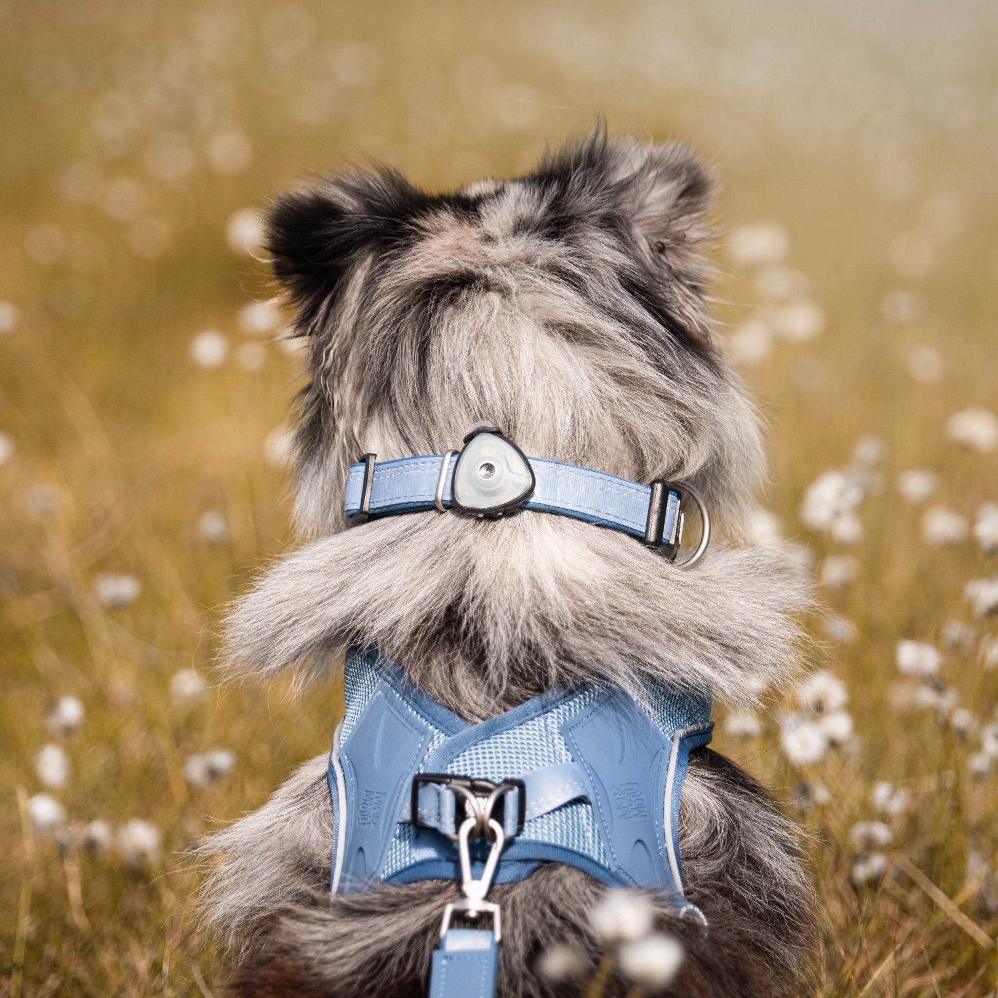 Soundshield - 24/7 Ultrasonic Technology Against Ticks & Fleas - Black