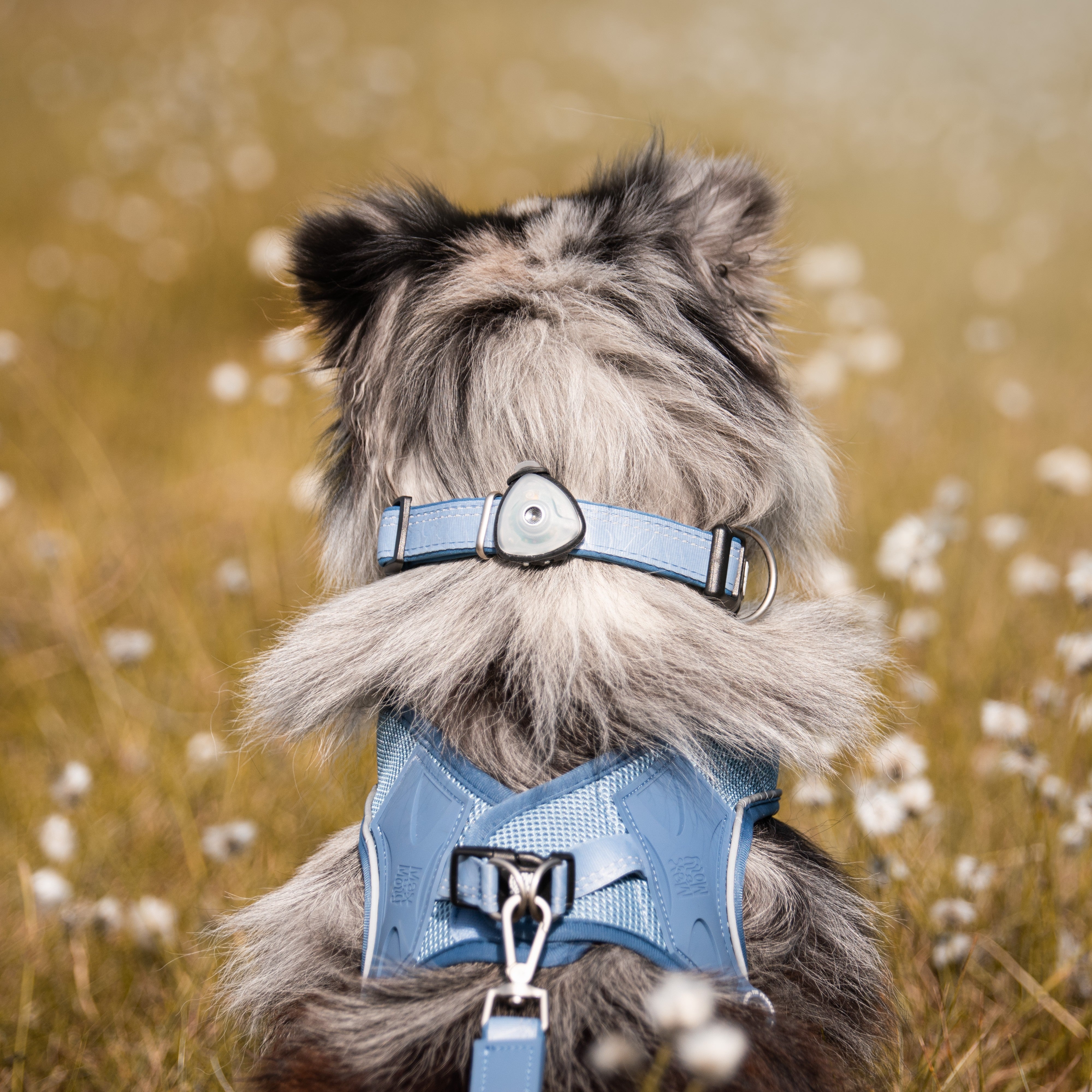 Soundshield - 24/7 Ultrasonic Technology Against Ticks & Fleas - Black