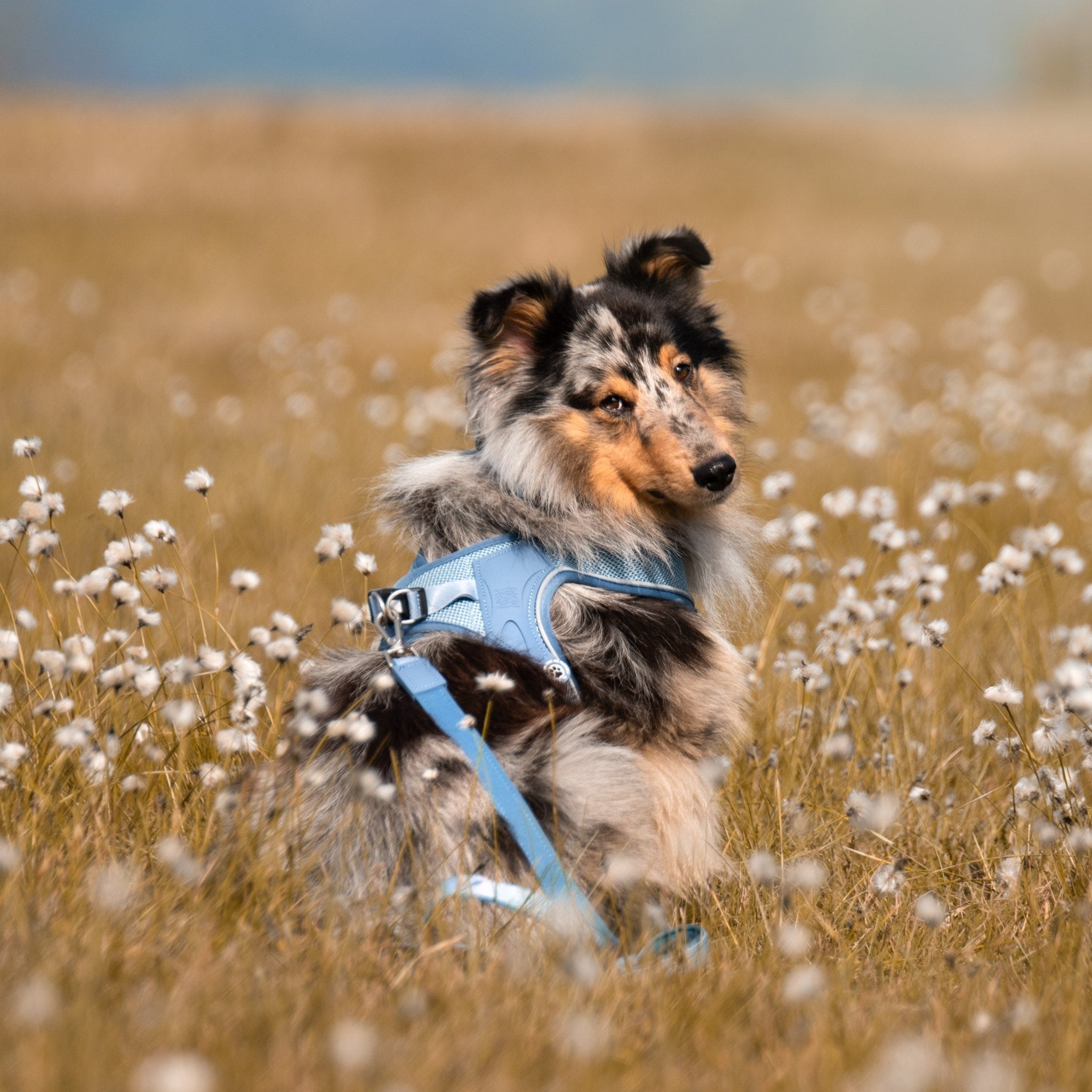 Air Vest Dog Harness - Matrix 2.0 Ocean