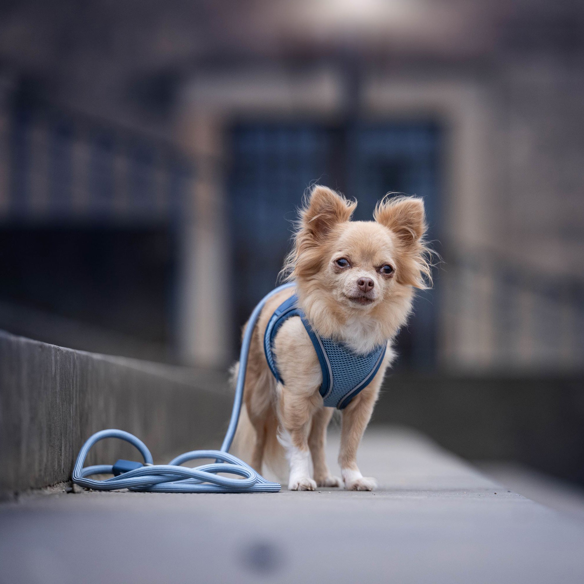 Air Vest Dog Harness - Matrix 2.0 Ocean