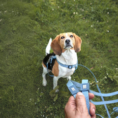 Tracking Leash with handle - Matrix 2.0 Ocean