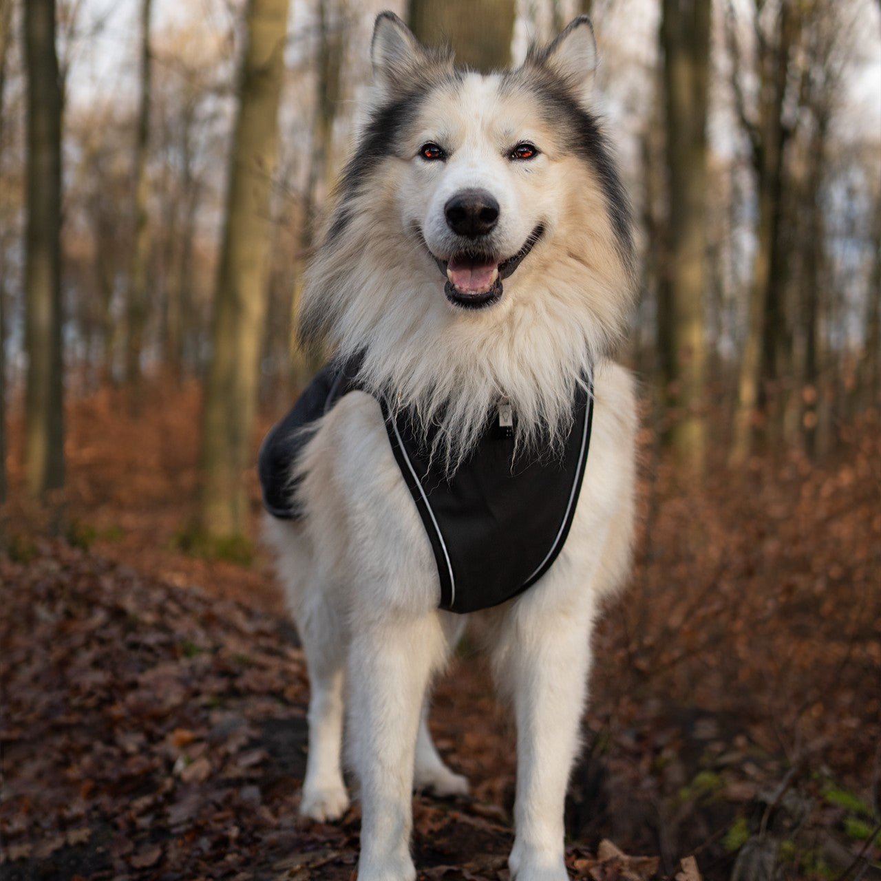 Raincoat for dogs - MATRIX 2.0 BLACK