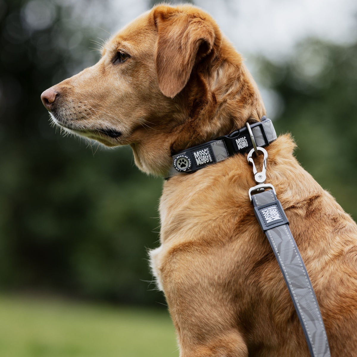 Gotcha! Smart ID Dog Collar Reflexion - Garden